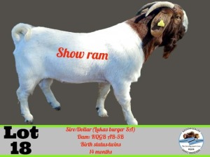 LOT 18 1x Boergoat Buck Toy Katjiova