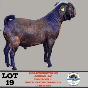 LOT 19 1x Kalahari Red Buck Toy Katjiova