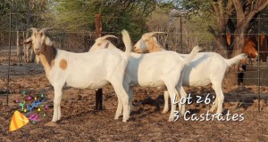 LOT 26 3X Goat Castrates Jaras(Pty)Ltd