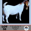 LOT 32 1X Boergoat Buck Toy Katjiova