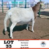 LOT 33 1X Meatmaster Ram Toy Katjiova