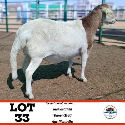 LOT 33 1X Meatmaster Ram Toy Katjiova