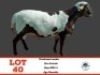 LOT 40 1X Meatmaster Ram Toy Katjiova