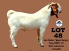 LOT 48 1X Boergoat Buck Toy Katjiova