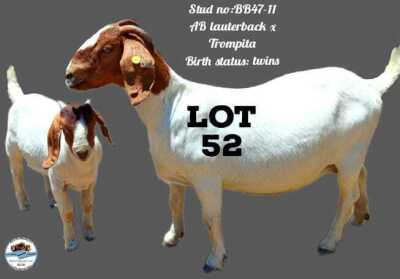 LOT 52 1+1X Boergoat ewe & kid Toy Katjiova