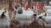 LOT 102 5X Light Sussex Cock & Hens Lingani Botlhale