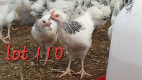 LOT 110 5X Light Sussex Cock & Hens Lingani Botlhale