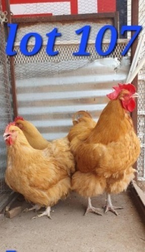 LOT 107 3X Buff Orpingtons Cock & Hens Abrar Mirza