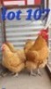 LOT 107 3X Buff Orpingtons Cock & Hens Abrar Mirza