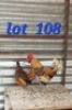 LOT 108 2X Golden Lace sebrights Cock & Hen Abrar Mirza