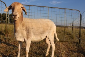 1X OOI/EWE J Afrika - Mandla Seopela - 082 044 4712