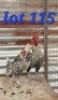 LOT 115 2X Silver lace Sebrights Cock & Hen Abrar Mirza