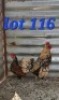 LOT 116 2X Golden Lace sebrights Cock & Hen Abrar Mirza