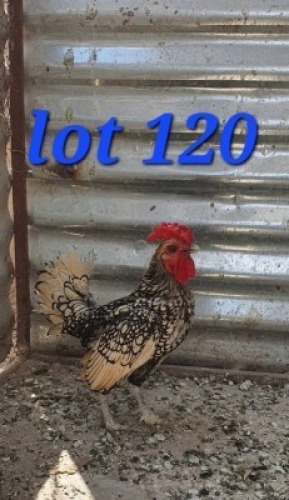 LOT 120 1X Golden Lace sebrights Cock Abrar Mirza