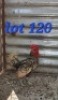 LOT 120 1X Golden Lace sebrights Cock Abrar Mirza