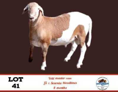 LOT 41 1X Veldmaster Ram Toy Katjiova