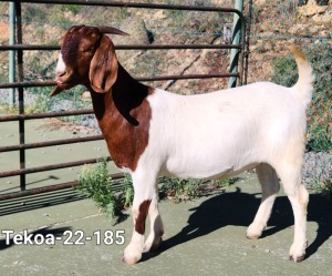 1X Boer Goat FLOCK Doe Tekoa Boerbokstoet