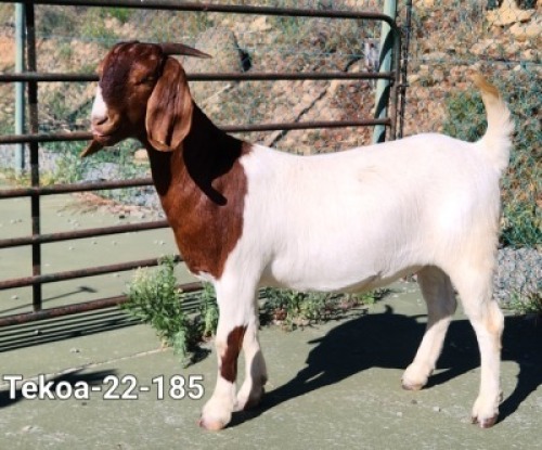1X Boer Goat FLOCK Doe Tekoa Boerbokstoet