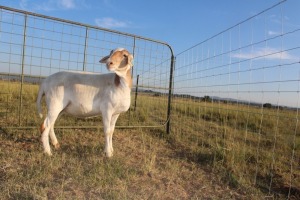 1X OOI/EWE J Afrika - Mandla Seopela - 082 044 4712