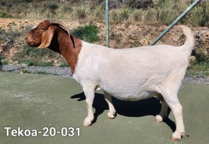 1X Boer Goat STUD Doe Tekoa Boerbokstoet