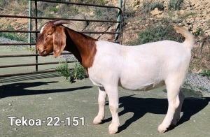 1X Boer Goat FLOCK Doe Tekoa Boerbokstoet