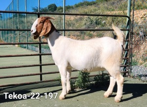 1X Boer Goat FLOCK Doe Tekoa Boerbokstoet