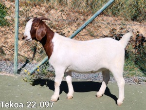 1X Boer Goat STUD Doe Tekoa Boerbokstoet