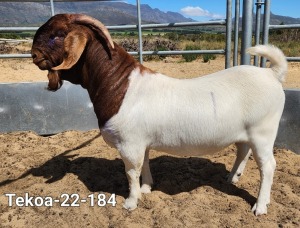 1X Boer Goat FLOCK Buck Tekoa Boerbokstoet