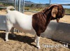 1X Boer Goat FLOCK Buck Tekoa Boerbokstoet - 2