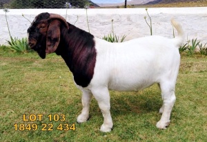 1X Boer Goat FLOCK Buck Biedouw Boerbokstoet no. 571