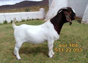 1X Boer Goat FLOCK Buck Biedouw Boerbokstoet no. 571