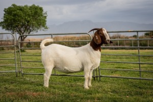 1X Boer Goat FLOCK Doe Breede Boerbokstoet