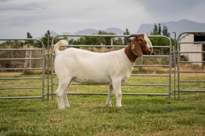 1X Boer Goat FLOCK STUD Doe Breede Boerbokstoet