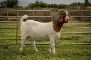 1X Boer Goat FLOCK Doe Breede Boerbokstoet