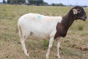 1X OOI/EWE J Afrika - Mandla Seopela - 082 044 4712 (Highest Bidder may choose A, B or C of Lot round or take all - Pay per piece. Choice once per Lot round, Rest to take all)