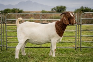 1X Boer Goat STUD Doe Breede Boerbokstoet