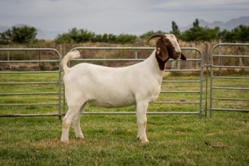 1X Boer Goat FLOCK Doe Breede Boerbokstoet