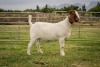 1X Boer Goat FLOCK Doe Breede Boerbokstoet