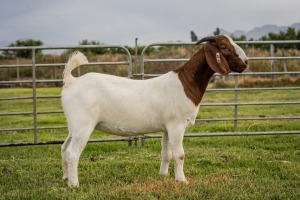 1X Boer Goat FLOCK Doe Breede Boerbokstoet