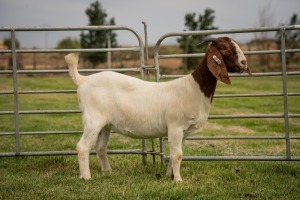 1X Boer Goat FLOCK Doe Breede Boerbokstoet