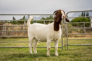 1X Boer Goat FLOCK Doe Breede Boerbokstoet