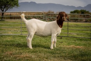 1X Boer Goat FLOCK Doe Breede Boerbokstoet