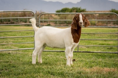 1X Boer Goat FLOCK Doe Breede Boerbokstoet