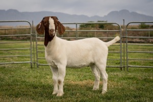 1X Boer Goat FLOCK Doe Breede Boerbokstoet