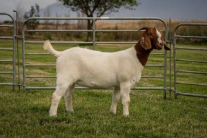 1X Boer Goat FLOCK Doe Breede Boerbokstoet