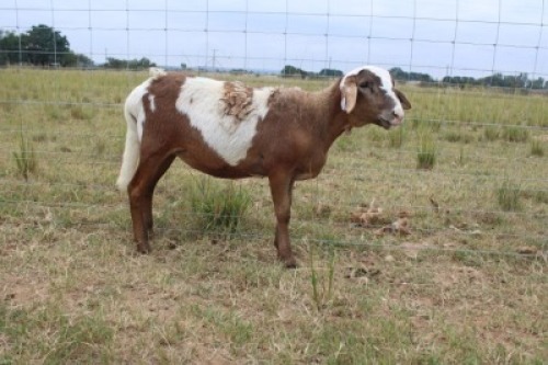 1X OOI/EWE J Afrika &nbsp;Mandla Seopela - 082 044 4712