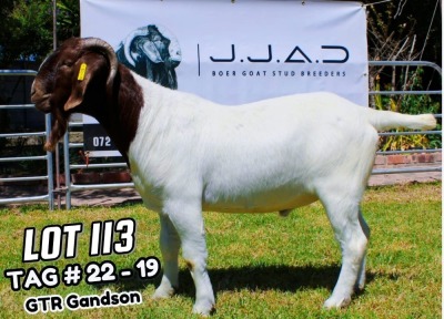 1X Boer Goat FLOCK Buck JJAD Boer Goat Stud Breeders