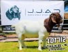 1X Boer Goat FLOCK Buck JJAD Boer Goat Stud Breeders