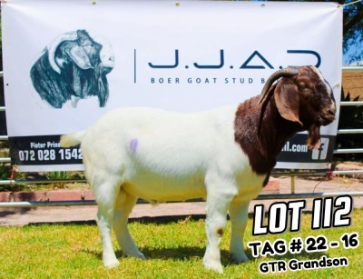 1X Boer Goat FLOCK Buck JJAD Boer Goat Stud Breeders