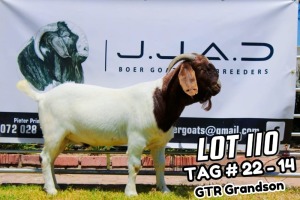 1X Boer Goat FLOCK Buck JJAD Boer Goat Stud Breeders